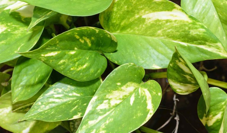 Money Plant Care: बोतल में लगा मनी प्लांट नहीं बढ़ रहा? एक्सपर्ट का ये ‘नारियल वाला नुस्खा’ आज़माएं, कुछ ही दिनों में घर बन जाएगा हरा-भरा!